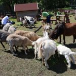 urodziny zoo, 01.06.2023 r (34)