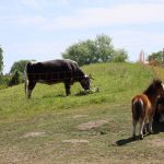 urodziny zoo, 01.06.2023 r (39)