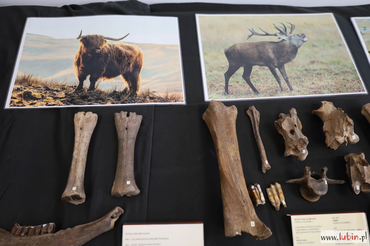 Mamut włochaty, smilodon i hiena jaskiniowa