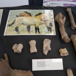 urodziny zoo, 01.06.2023 r (85)