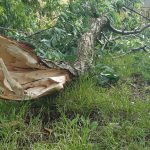 wiatr, wichura, konar, burza (4)