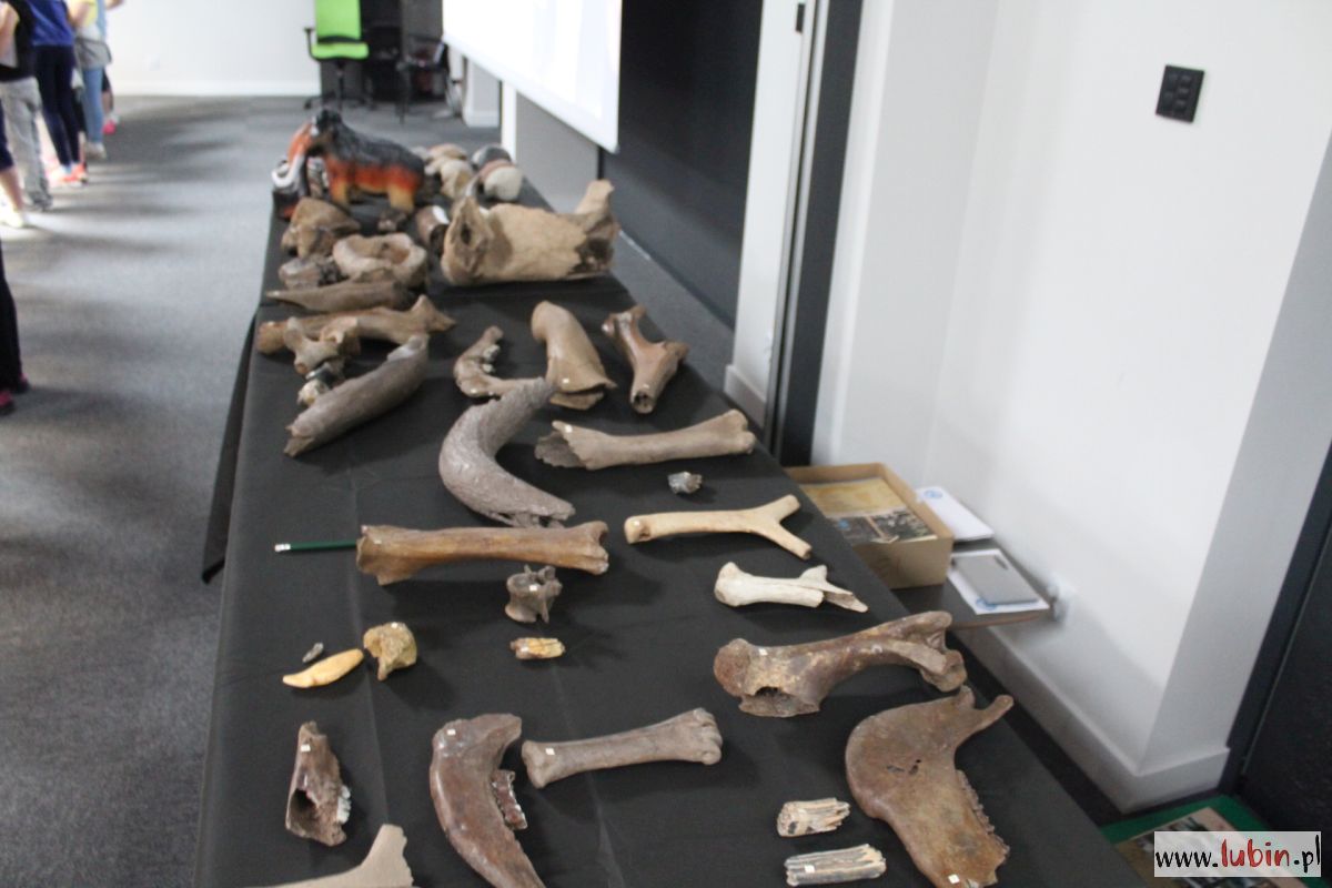 Kości mamuta w lubińskim zoo