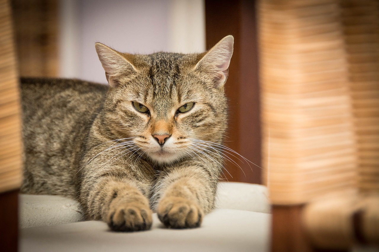Ptasia grypa u kotów: obserwuj swojego pupila