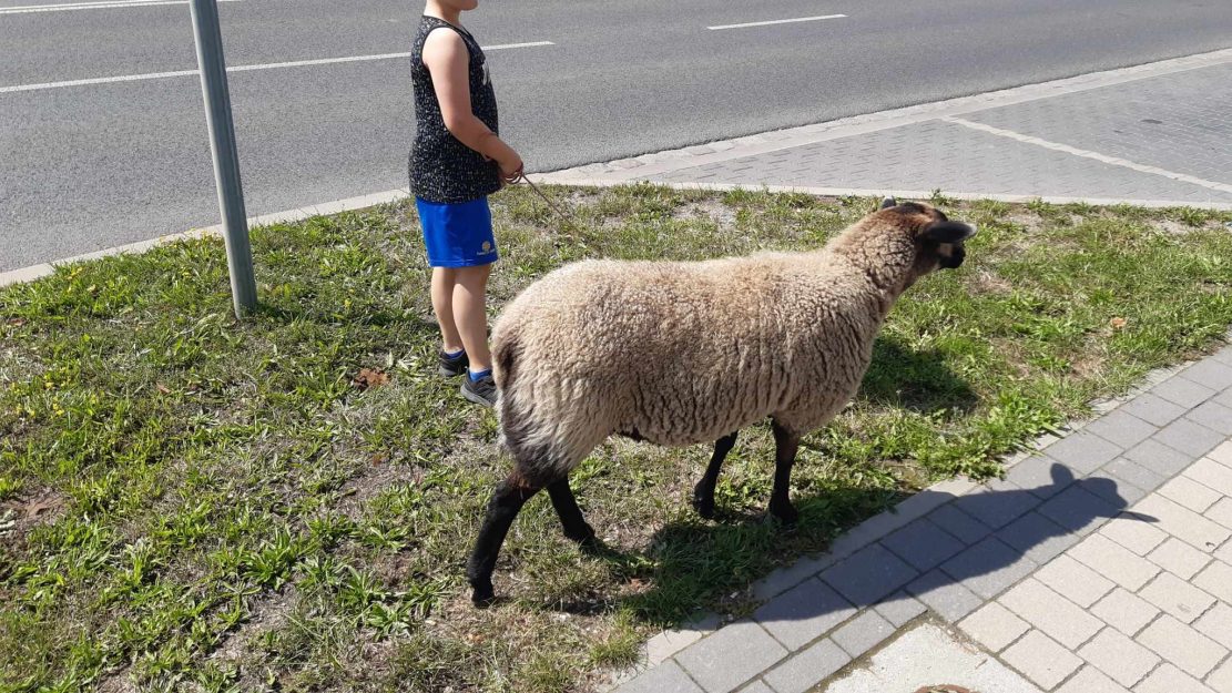 Z owcą na smyczy w centrum miasta