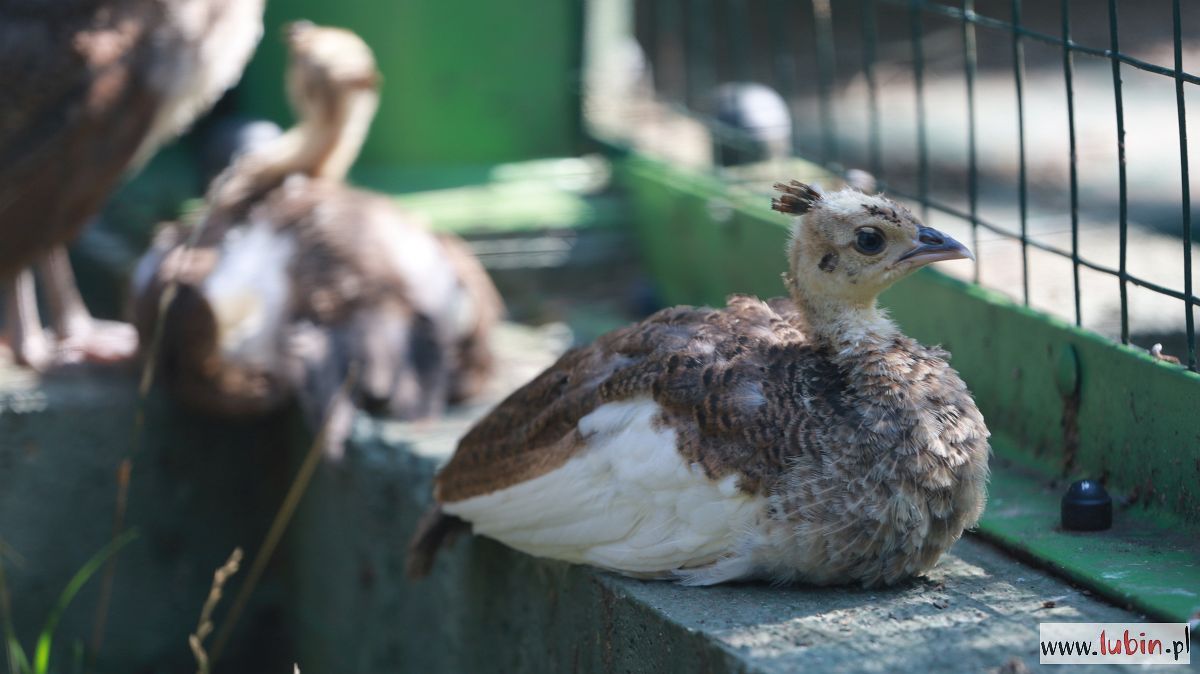 W lubińskim zoo sporo piskląt, w tym dwa rzadkie