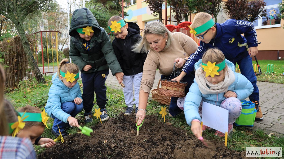 Lubińska tradycja – najmłodsi sadzą żonkile