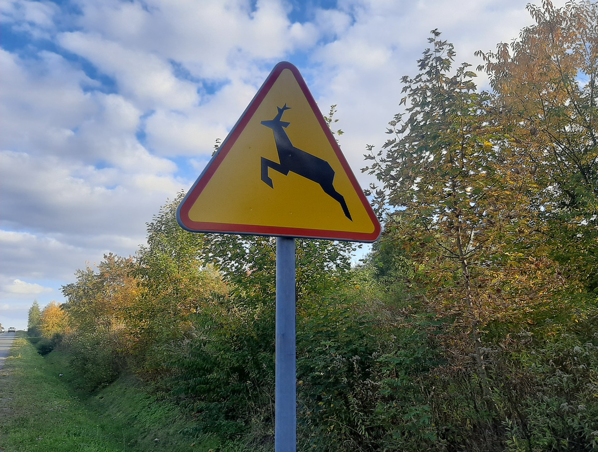 Uwaga na dzikie zwierzęta, mnóstwo ich na drogach