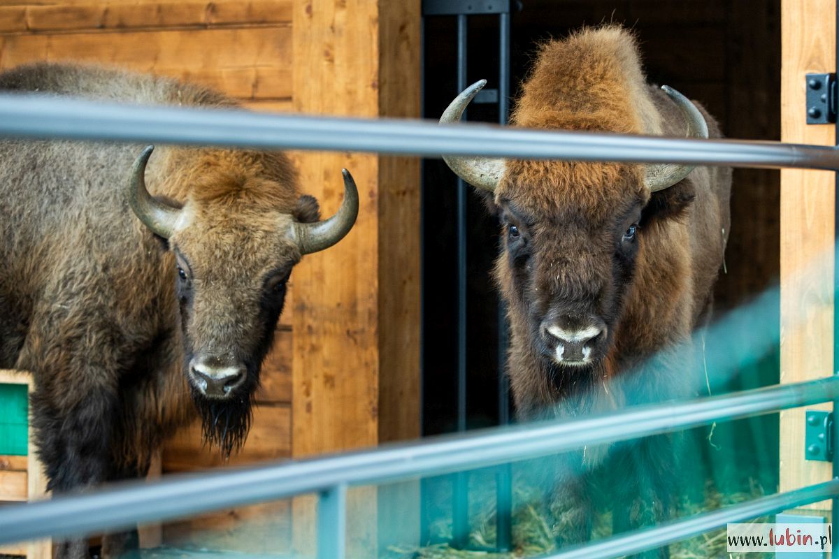 Nowi mieszkańcy w lubińskim zoo! Właśnie przyjechały żubry