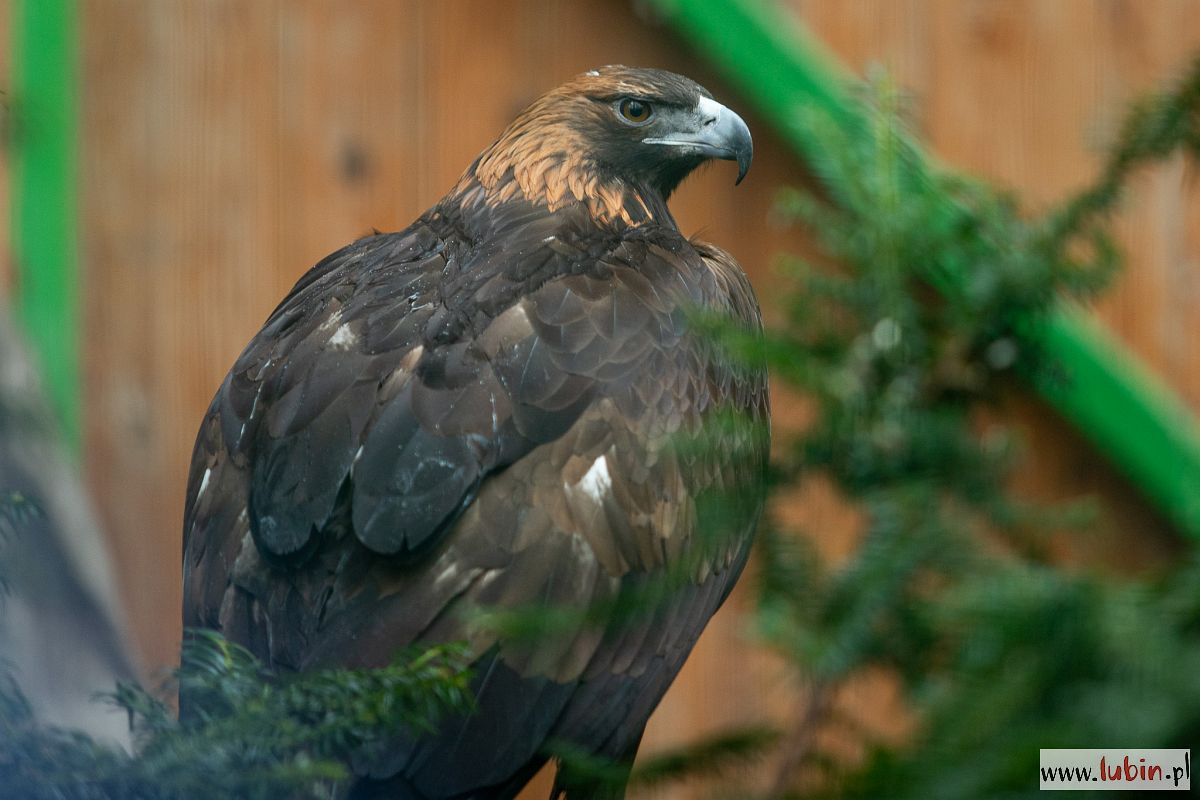 Nowi mieszkańcy w lubińskim zoo