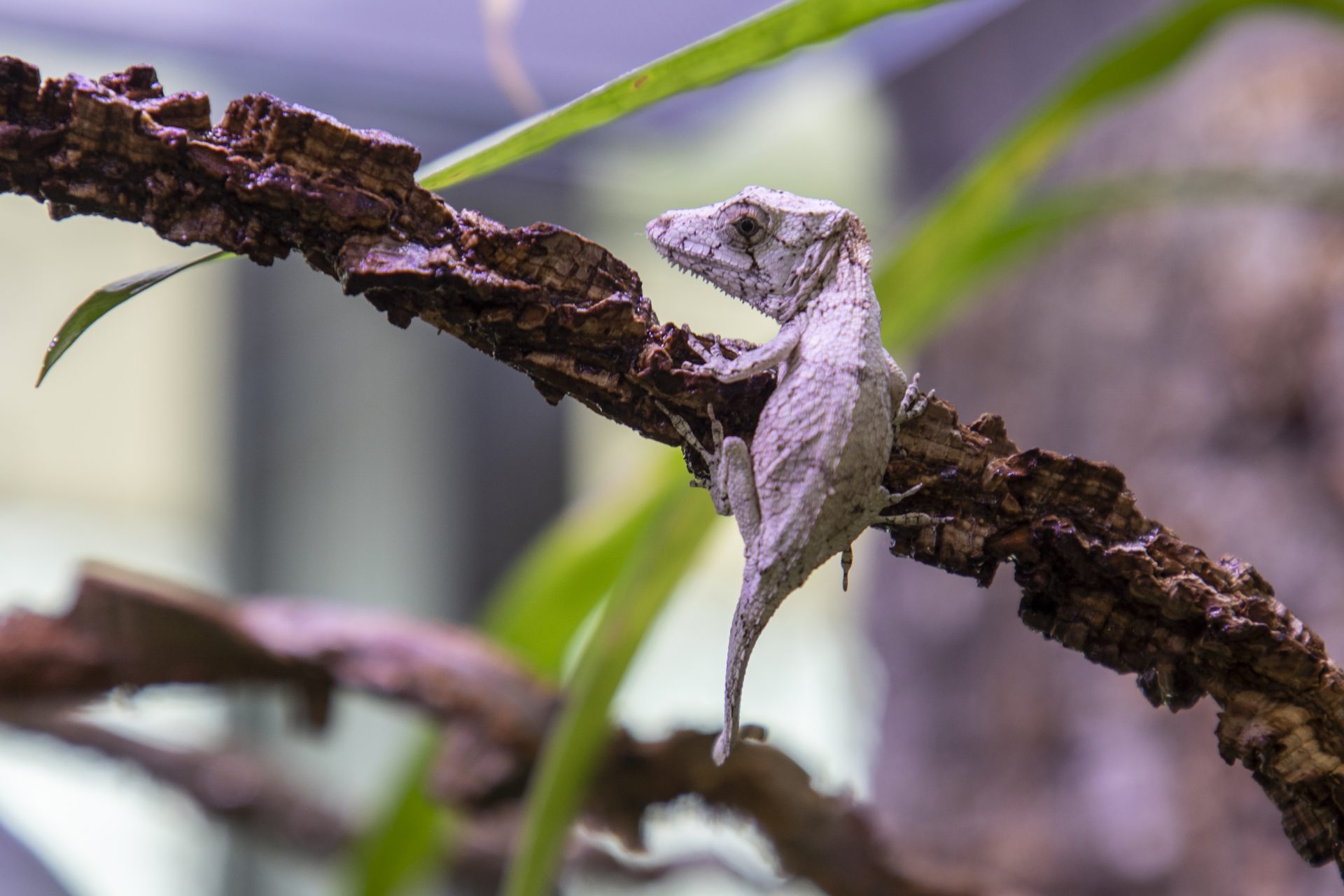 Kolejni mieszkańcy pojawili się w lubińskim zoo