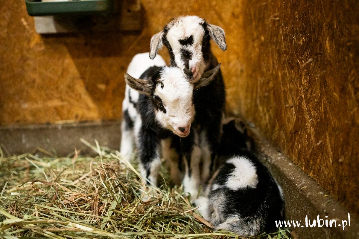 Kolejne maluchy w lubińskim zoo