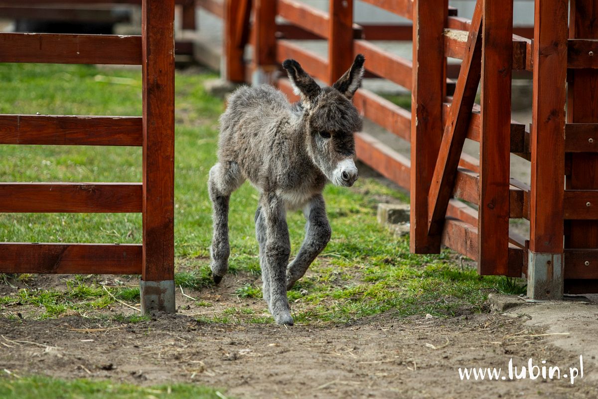 Śliczna ośliczka pojawiła się w lubińskim zoo