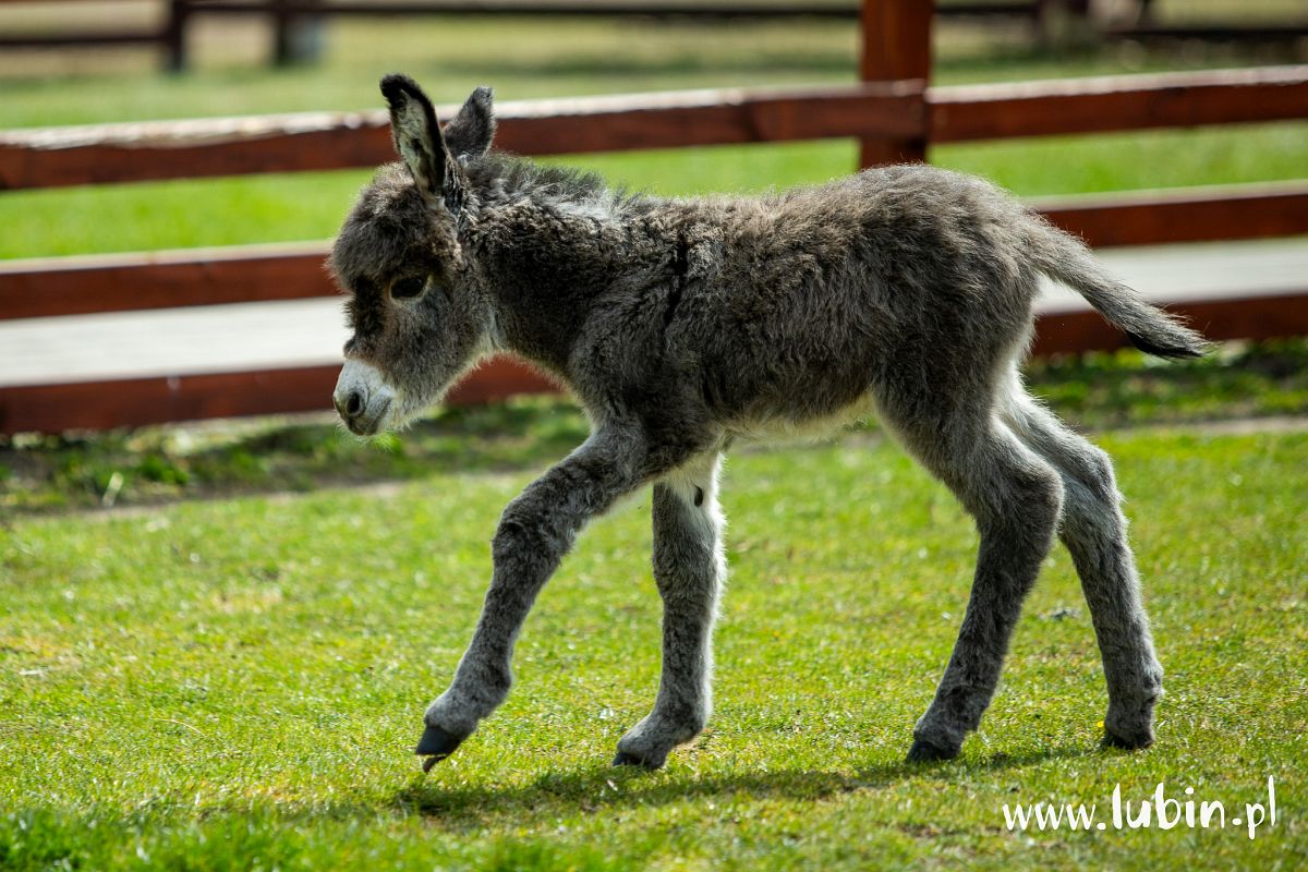 Zoo szuka imienia dla ośliczki