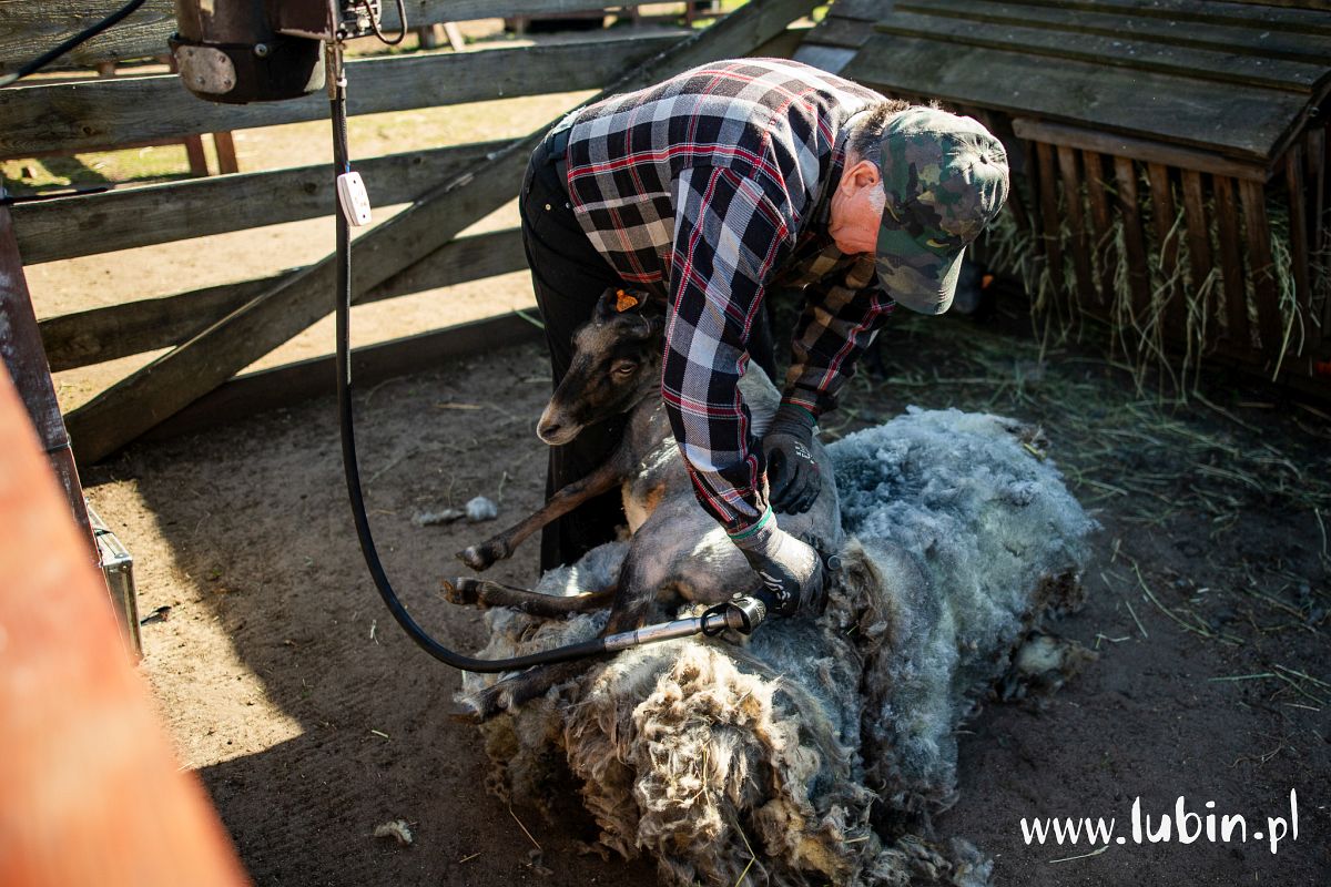 Owce i alpaki z lubińskiego zoo zrzuciły kożuchy