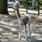 strzyżenie owiec, alpaki, zoo, 2024 (19)