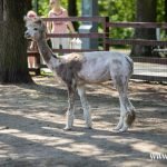 strzyżenie owiec, alpaki, zoo, 2024 (22)