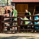 strzyżenie owiec, alpaki, zoo, 2024 (23)