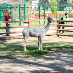 strzyżenie owiec, alpaki, zoo, 2024 (24)