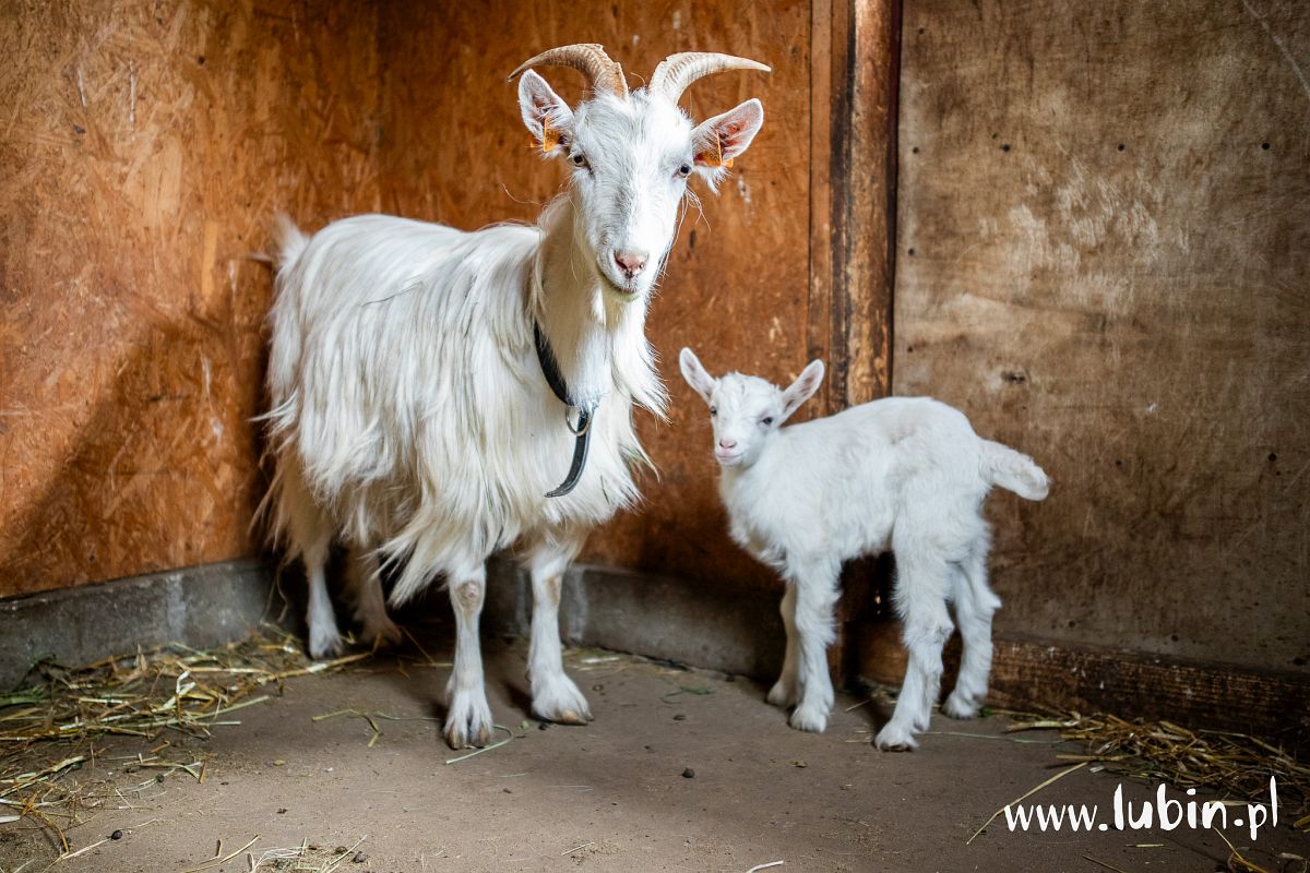 Kolejne maluchy w zoo. Rozpoczyna się sezon wydarzeń