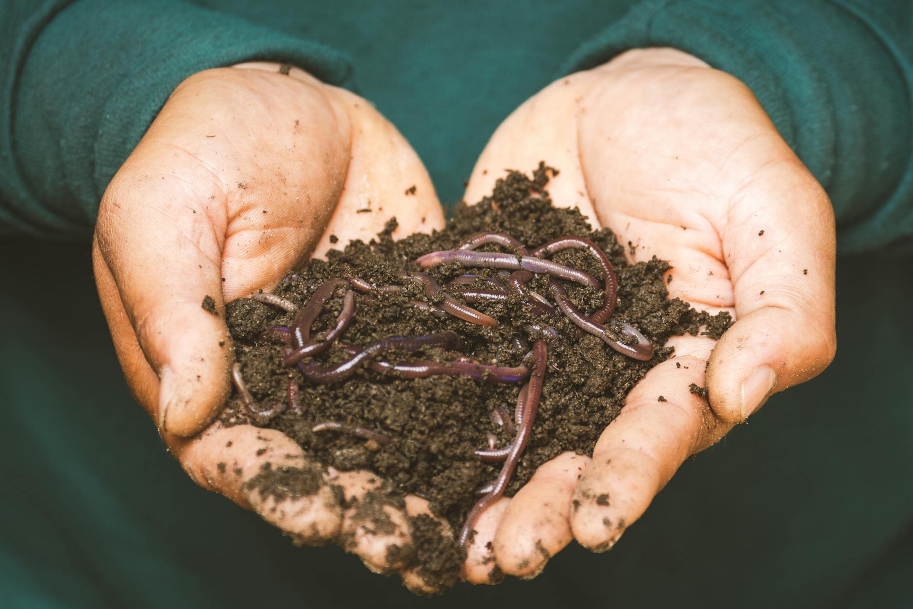 Biohumus – właściwości i zastosowanie w ogrodzie