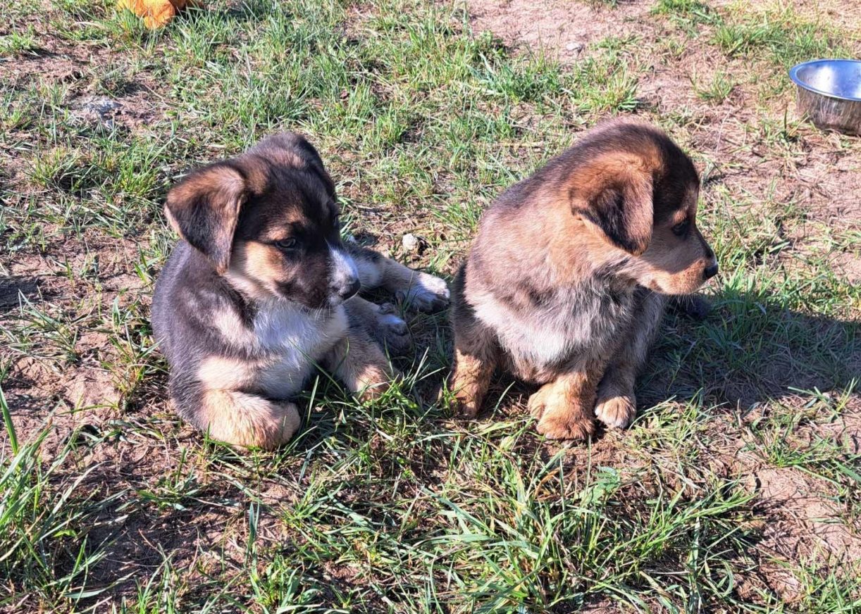 Uratowane przed pewną śmiercią…