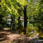 Ścinawa, Odra, podtopienia (18)