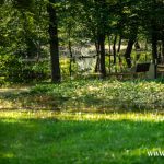 Ścinawa, Odra, podtopienia (8)