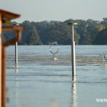 Ścinawa, Odra, powódź (24)