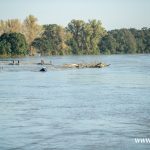 Ścinawa, Odra, powódź (9)