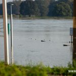 Ścinawa, port, Odra (5)
