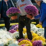 chryzantemy, znicze, błonie 2024 (10)