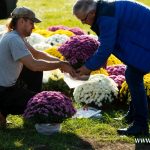 chryzantemy, znicze, błonie 2024 (11)