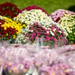 chryzantemy, znicze, błonie 2024 (4)