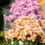 chryzantemy, znicze, błonie 2024 (5)