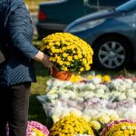 chryzantemy, znicze, błonie 2024 (6)