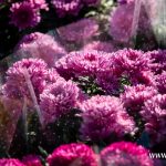 chryzantemy, znicze, błonie 2024 (7)