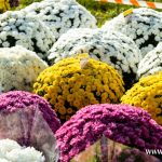 chryzantemy, znicze, błonie 2024 (8)