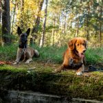 manewry strażaków, 22.10 (21)