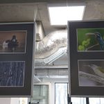 II Przegląd Filmów Ornitologicznych, zoo Lubin, 6.11.2024 (2)