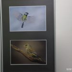 II Przegląd Filmów Ornitologicznych, zoo Lubin, 6.11.2024 (38)