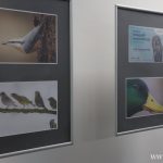 II Przegląd Filmów Ornitologicznych, zoo Lubin, 6.11.2024 (39)