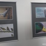 II Przegląd Filmów Ornitologicznych, zoo Lubin, 6.11.2024 (40)