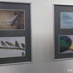 II Przegląd Filmów Ornitologicznych, zoo Lubin, 6.11.2024 (41)