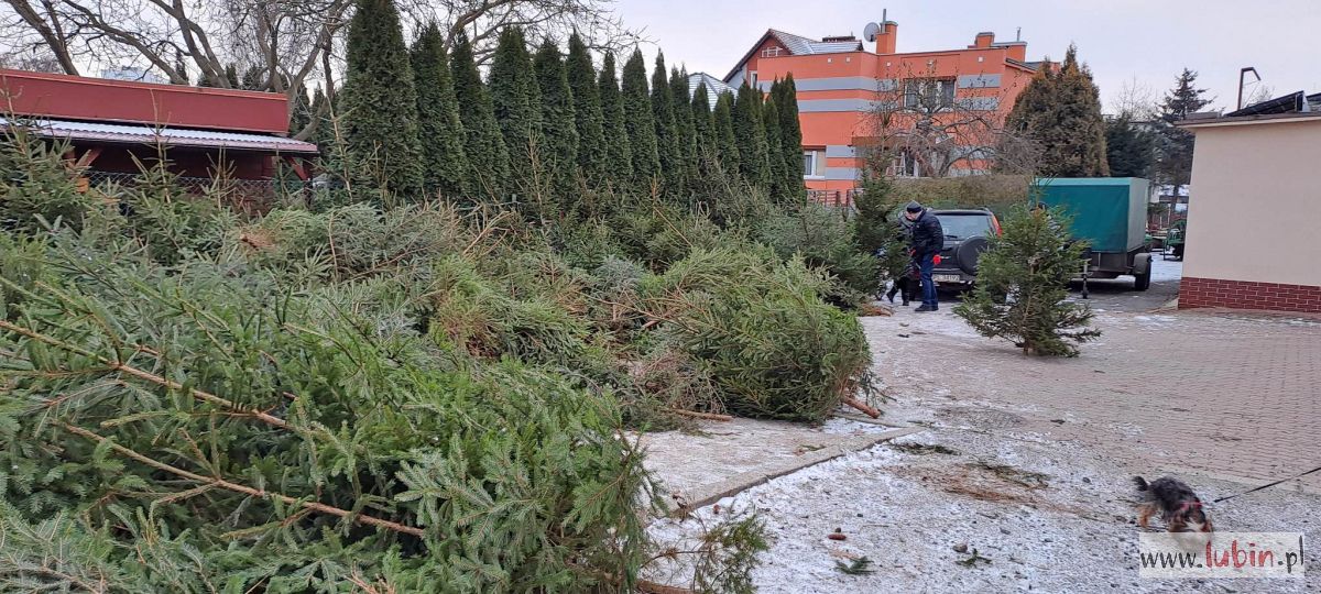 Nadleśnictwo będzie sprzedawać choinki