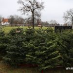 choinki, błonie (16)