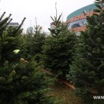 choinki, błonie (5)