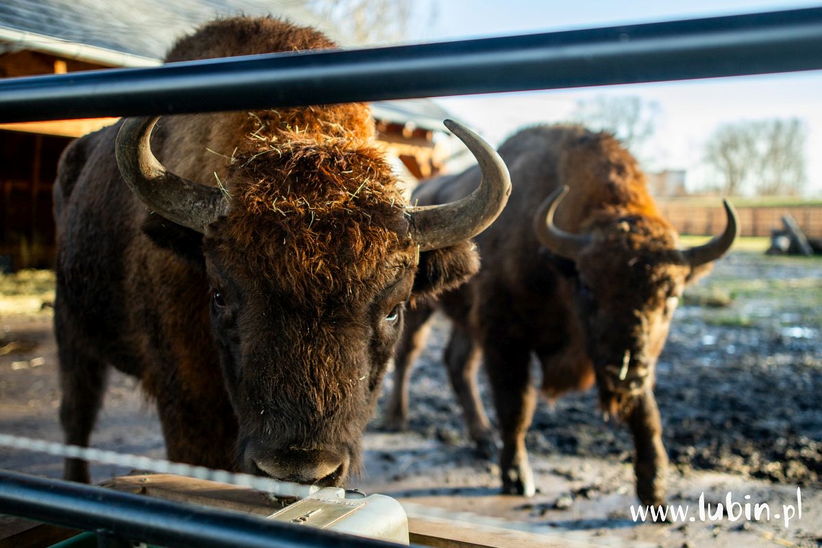 Dla zoo to był rok obfitujący w nowości. Co czeka nas w nowym?