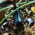 pająk, skorpion, zoo, 2025 (10)