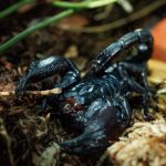 pająk, skorpion, zoo, 2025 (13)