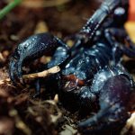 pająk, skorpion, zoo, 2025 (14)